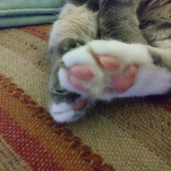 Meet your Posher, Vanessa - Picture 6 of 8